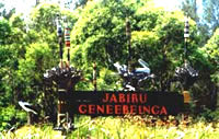 Jabiru Geneebeinga Wetlands